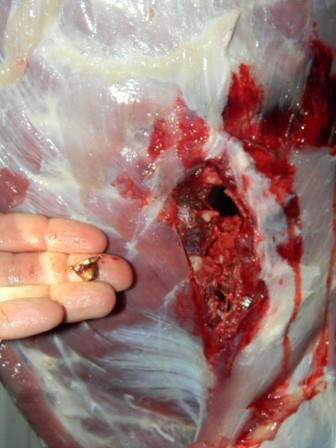 entrance wound and recovered projectile